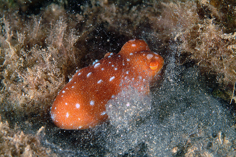 Octopus macropus